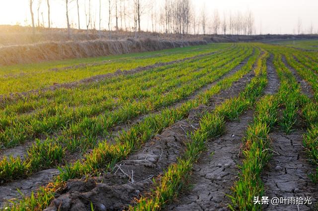 5℃以上就能打除草剂？小麦除草常见的3个误区，别再犯这样的错3