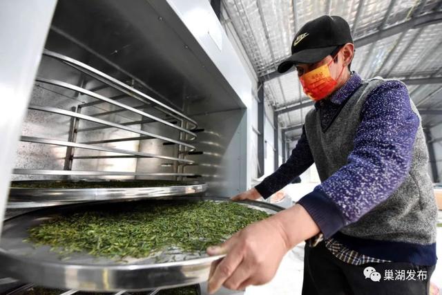 满园飘香！巢湖首批春茶全面开采