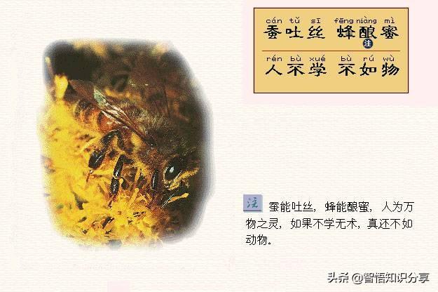 卡通图案带拼音注解，这个版本幼儿启蒙读物《三字经》要收藏起来