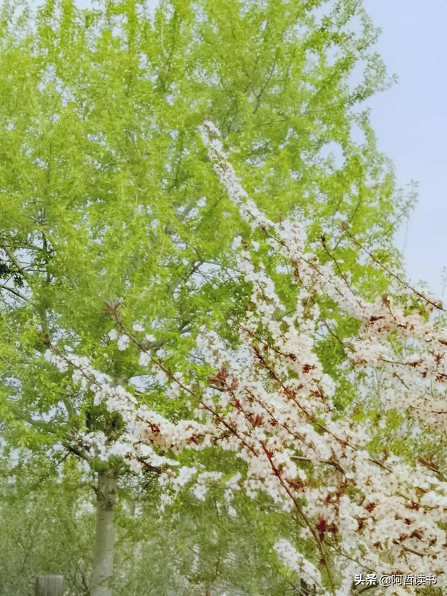 花香习习，垂柳依依，一花一世界，一树一菩提，淡妆浓抹总相宜