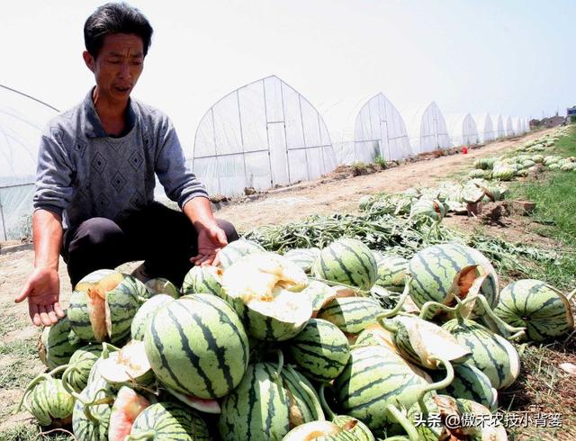 西瓜发生裂瓜问题莫慌张，分析原因、用对方法能够预防3