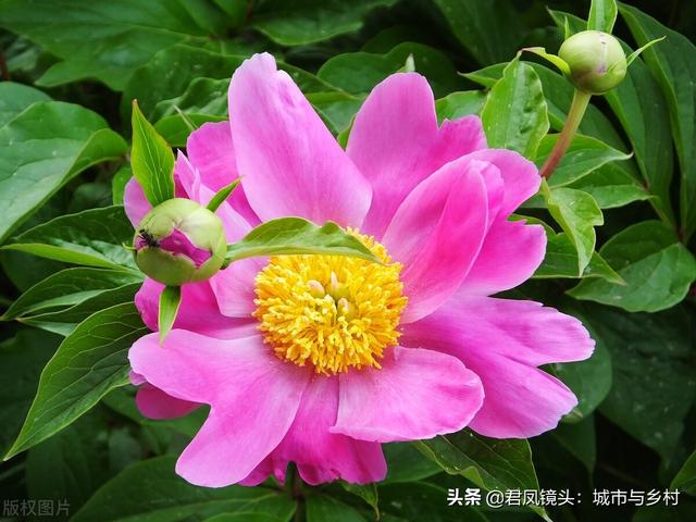 芍药花盛开，蚂蚁“赏花”流连忘返