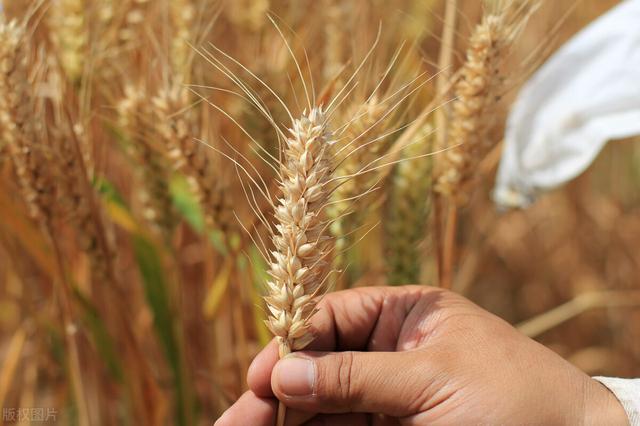 小麦土传病害影响产量，提前预防是关键