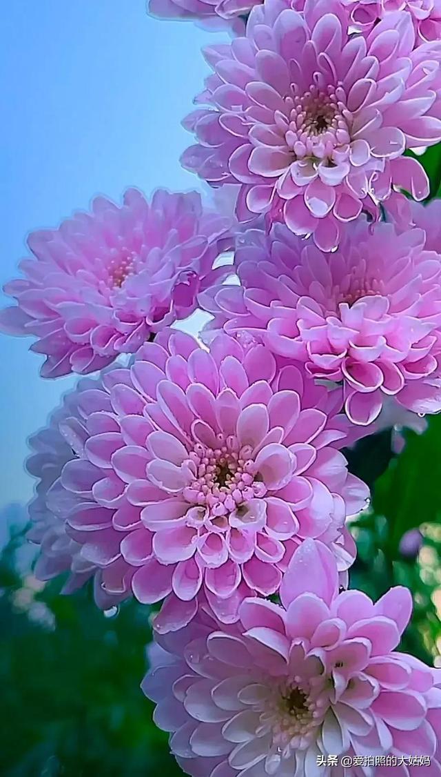 笑看花开，静赏花落