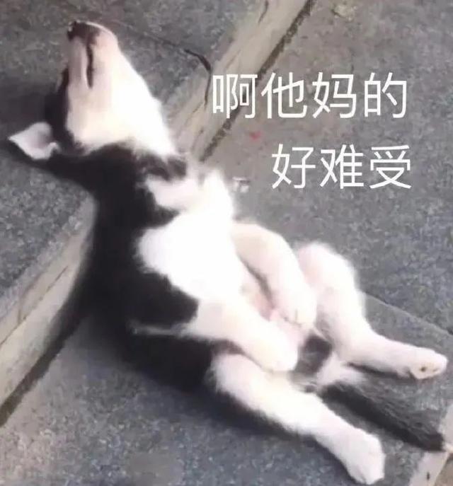 表情包,表情包的软件