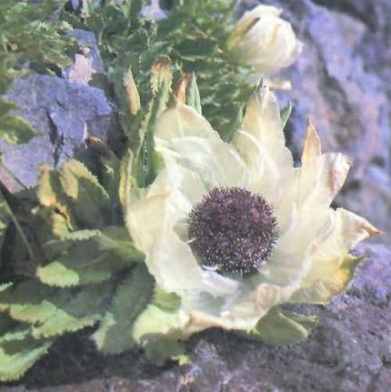 天山雪莲花