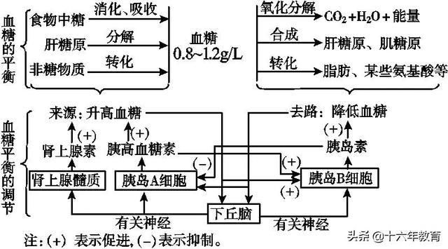 萨顿假说