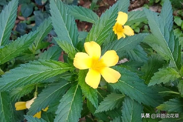太阳花的象征意义