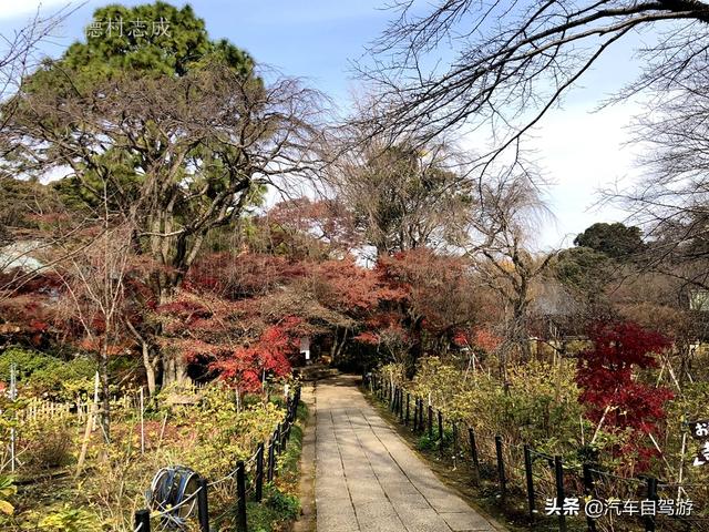 德村志成：落葉殘楓依然美麗，久違北小金本土寺