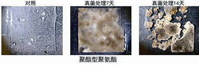 两周内即可将塑料降解为碎片可以“吃”塑料的海洋微生物在青发现