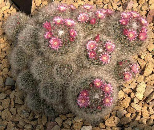 美花欣赏：仙人球开花，美不胜收