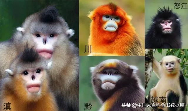 金丝猴有几种（中国有几种金丝猴分别是什么）
