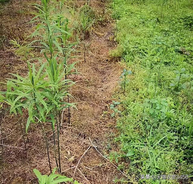 种植黄精怕除草？有了它，彻底铲除杂草不伤苗3