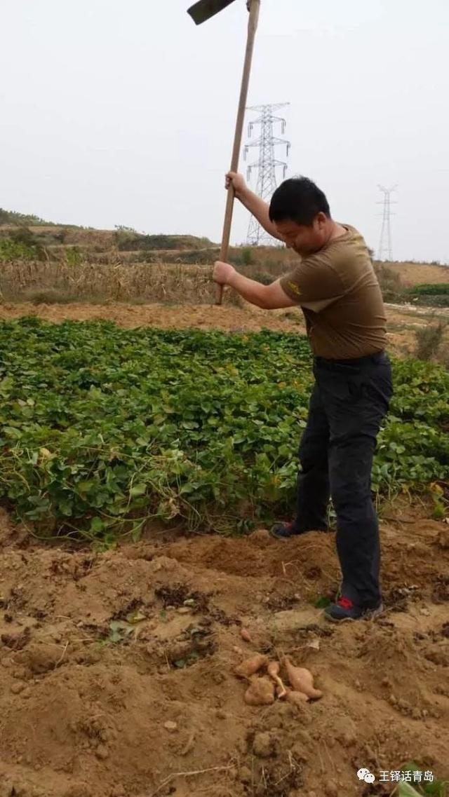 果筐破碎机自动接料