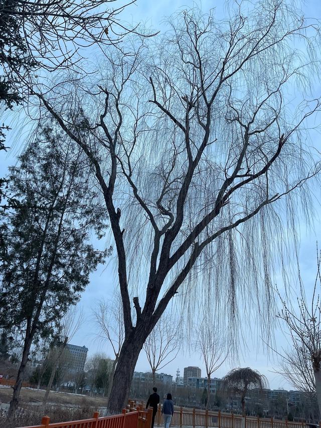 扑面而来春风暖 势不可挡送春来 一夜之间树芽绿 千树万树一轮春 元姆