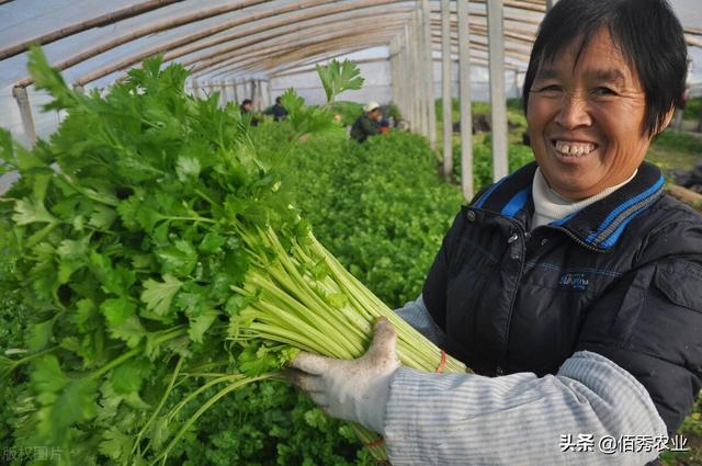 欧芹 欧芹（欧芹在中国叫什么） 生活