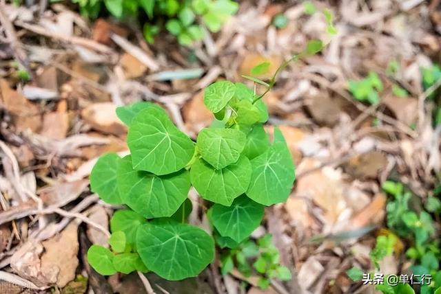 千金藤素，是新冠新药？还是韭菜新药？