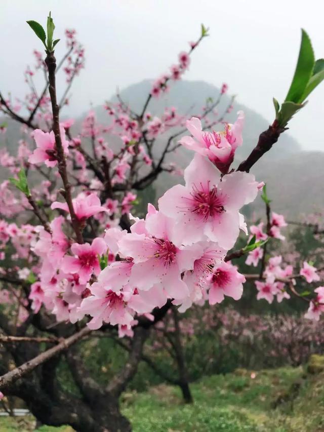 花卉知识