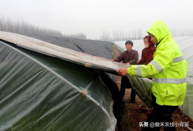 芸苔素内酯和胺鲜酯（DA-6），哪个更适合在冬季低温环境下使用？9