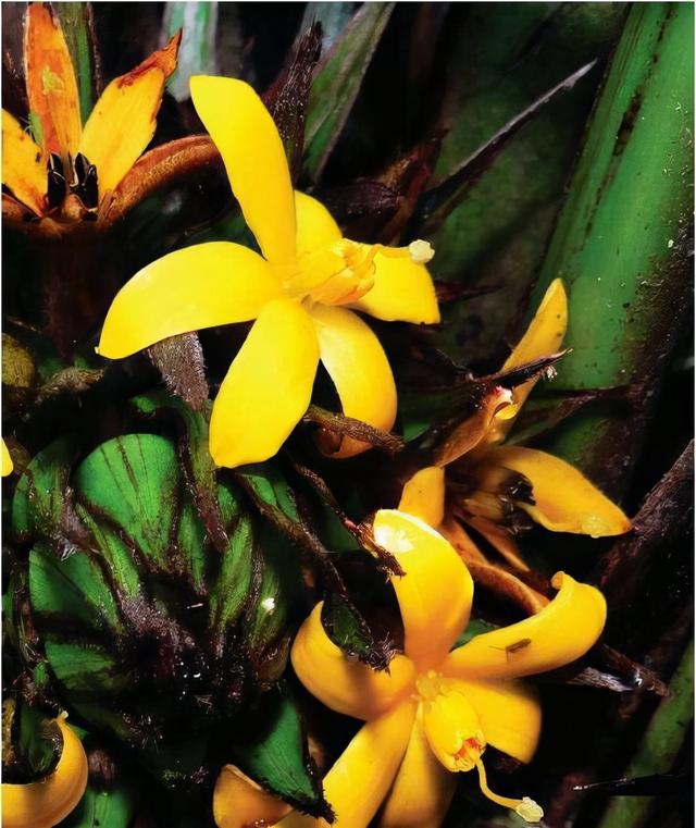 乡下一种“茅草根”，老人称为“土人参”，古代还曾是“御供药”