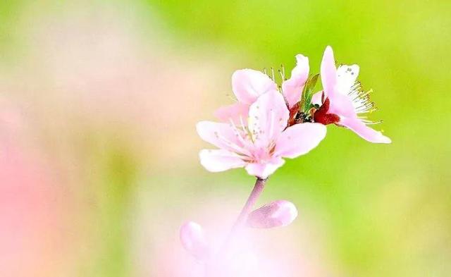 桃花什么时候开