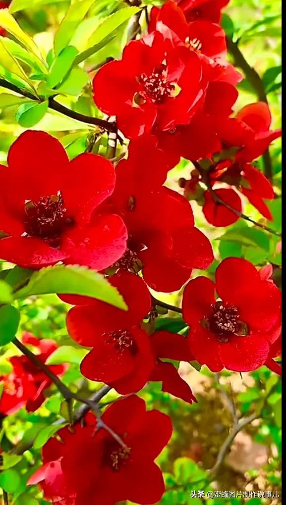 岁月，就是一场花开，花开时鲜艳夺目，芬芳浓郁，蝴蝶也随之而来