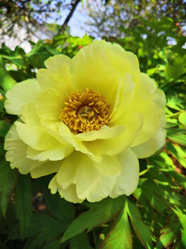 牡丹、芍药大比拼，到底谁最美