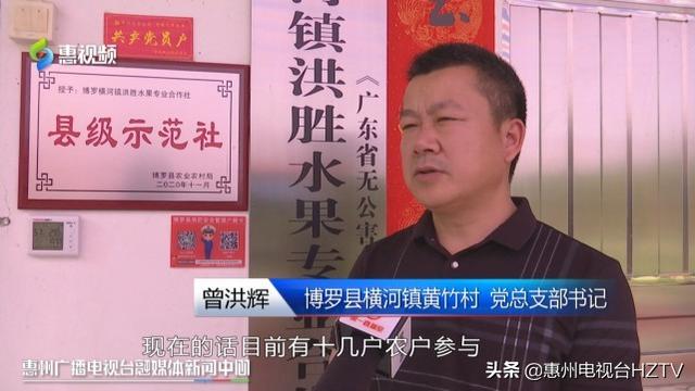 博罗打造“一村一品”黄竹村的枇杷熟了