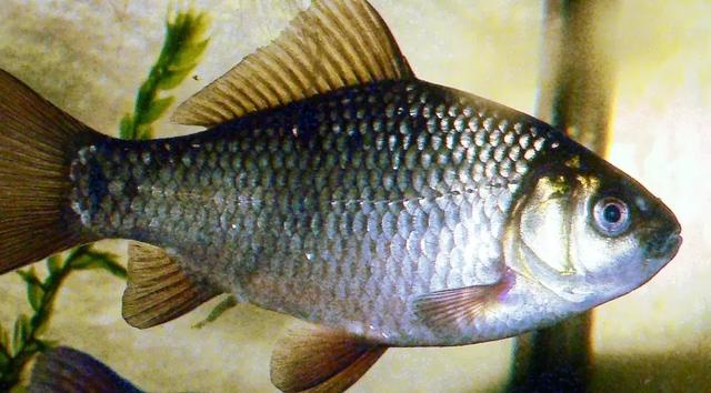 一条金鱼和一条鲫鱼放一个鱼缸里,时间久了会杂交吗?_新闻_橄榄树