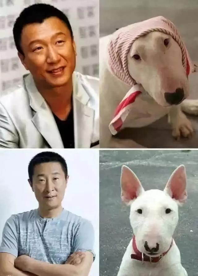 孙红雷长得像什么犬图片