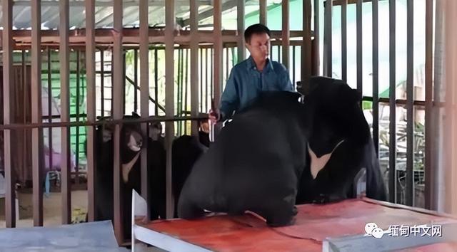 突发！缅甸著名网红“养熊人”被熊咬死，爱犬救主心切也命丧熊口