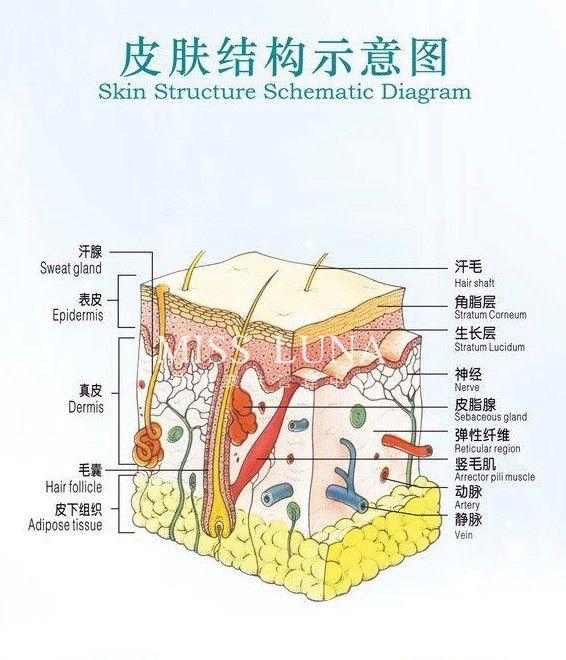 鸡皮肤办健康证