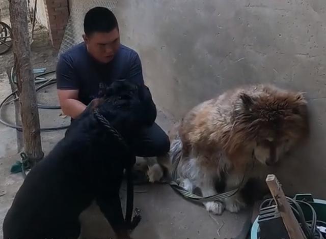 黑色罗威纳犬狗仗人势（豫西小丁全网人仗狗势）(19)
