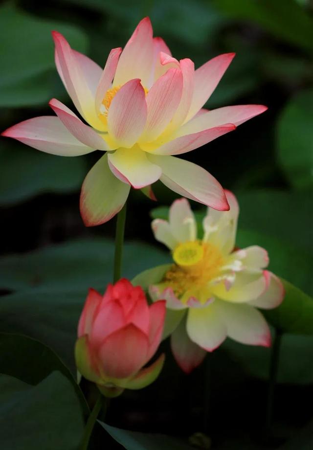 鲜艳夺目的花朵，美了眼，醉了心，忘掉了烦恼