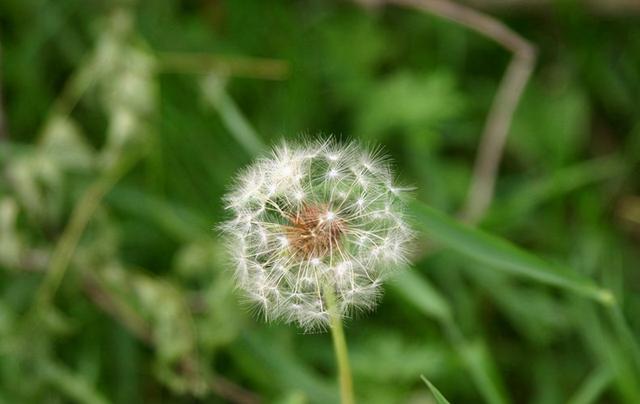 中药又立功？蒲公英可消灭98%癌细胞、消结节？看完您就清楚了