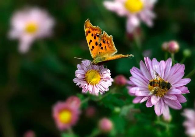 回顾春天百花争艳、招蜂引蝶图片大赏