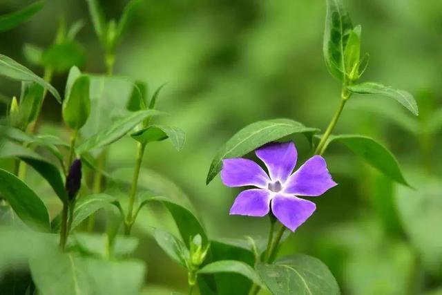 蔓长春花