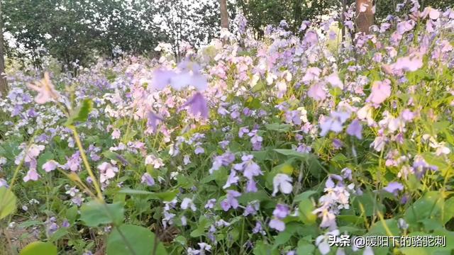 十四岁：春天的样子，努力的样子