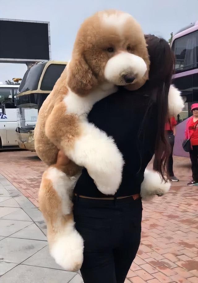 宠物狗巨型犬图片(真实巨型宠物犬图片)-艾拉养犬