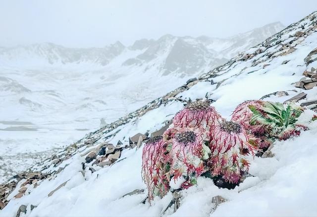 乡下野生的花有哪些（7种野生保护花再漂亮也别买）(11)
