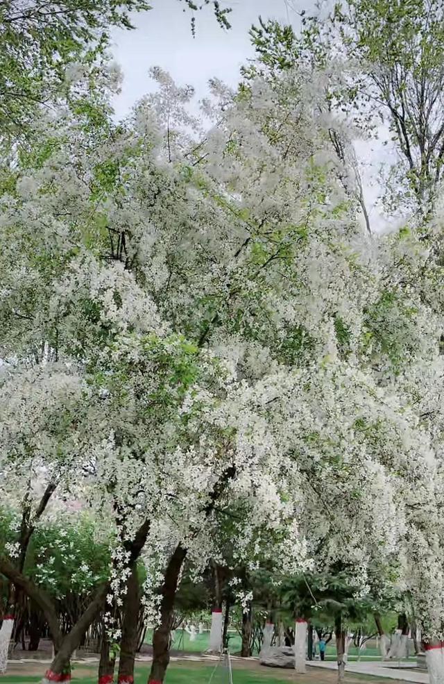 白海棠花如雪