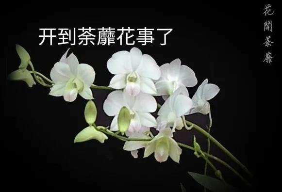 一朵荼靡花的告白