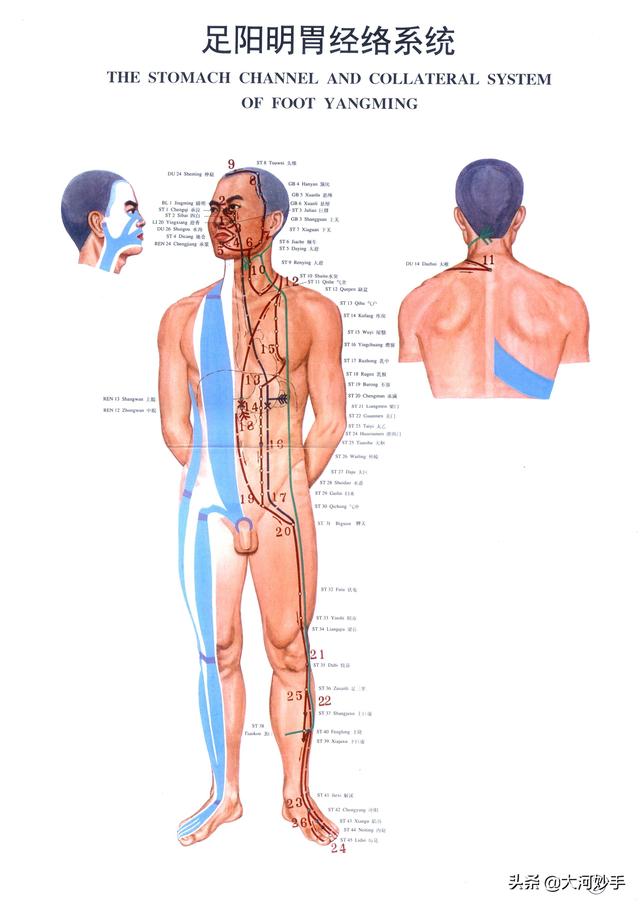 中医精美3D经络图，足阳明胃经，大河养生古法八段锦必备