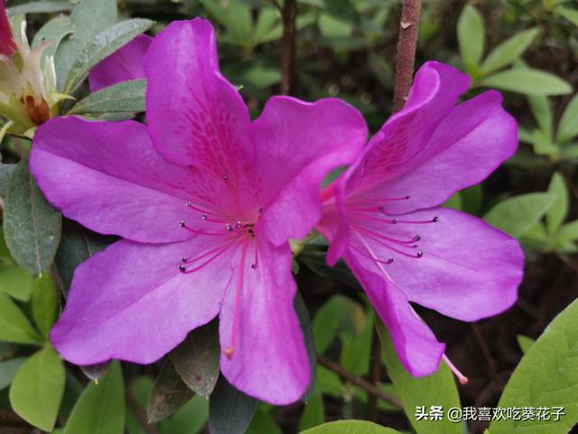 只为杜鹃来开花