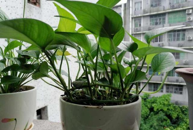 小型花盆破碎机价格