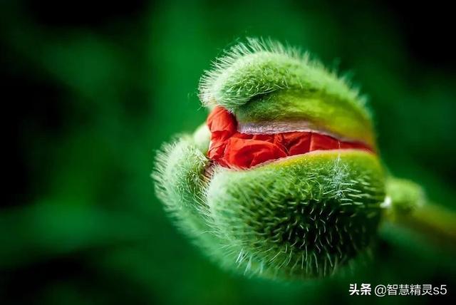 花儿在灿烂地微笑，鸟儿在快乐地欢叫，我的心情，像吃了蜜一样甜