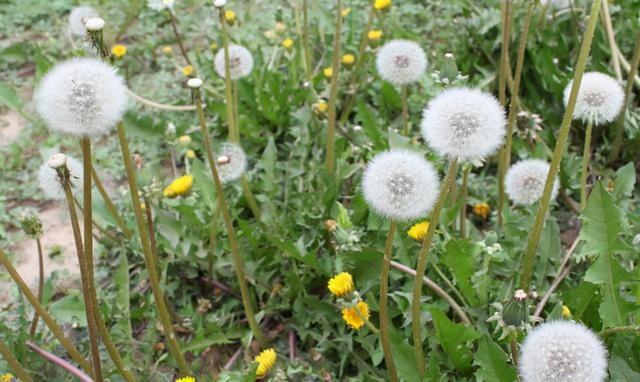 中药又立功？蒲公英可消灭98%癌细胞、消结节？看完您就清楚了