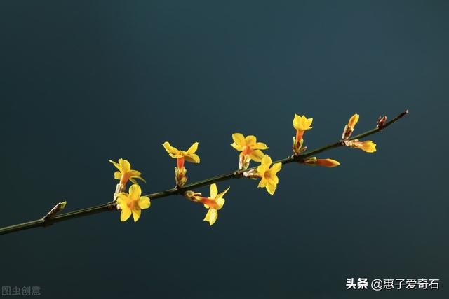 石榴花语