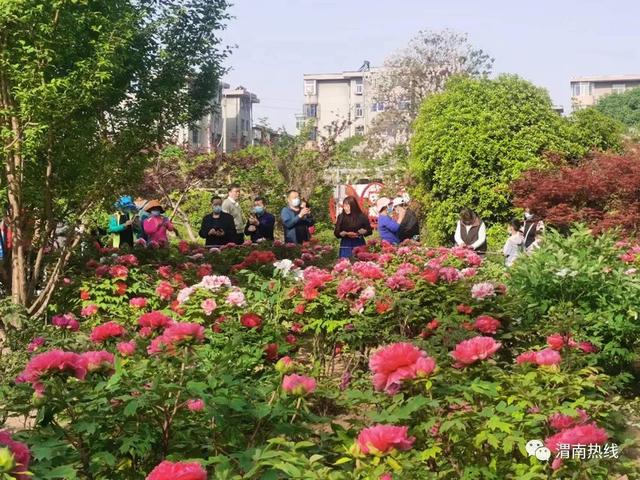 朝阳公园牡丹开 市民纷纷来打卡
