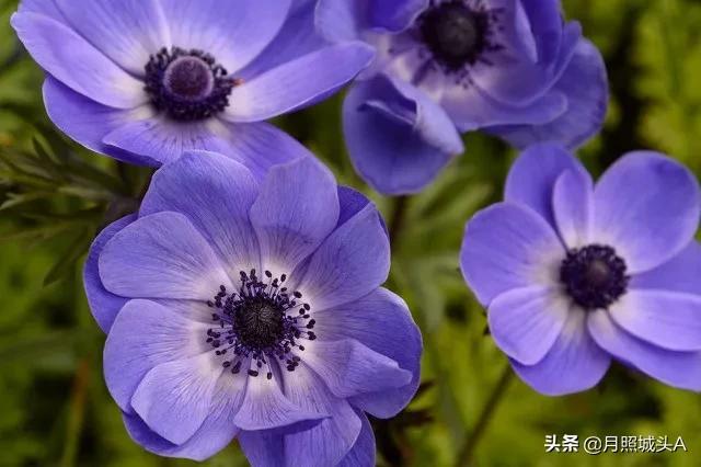 散文：春天，因生而爱